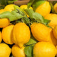 Citrus Riviera
