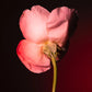 Tabac Rose