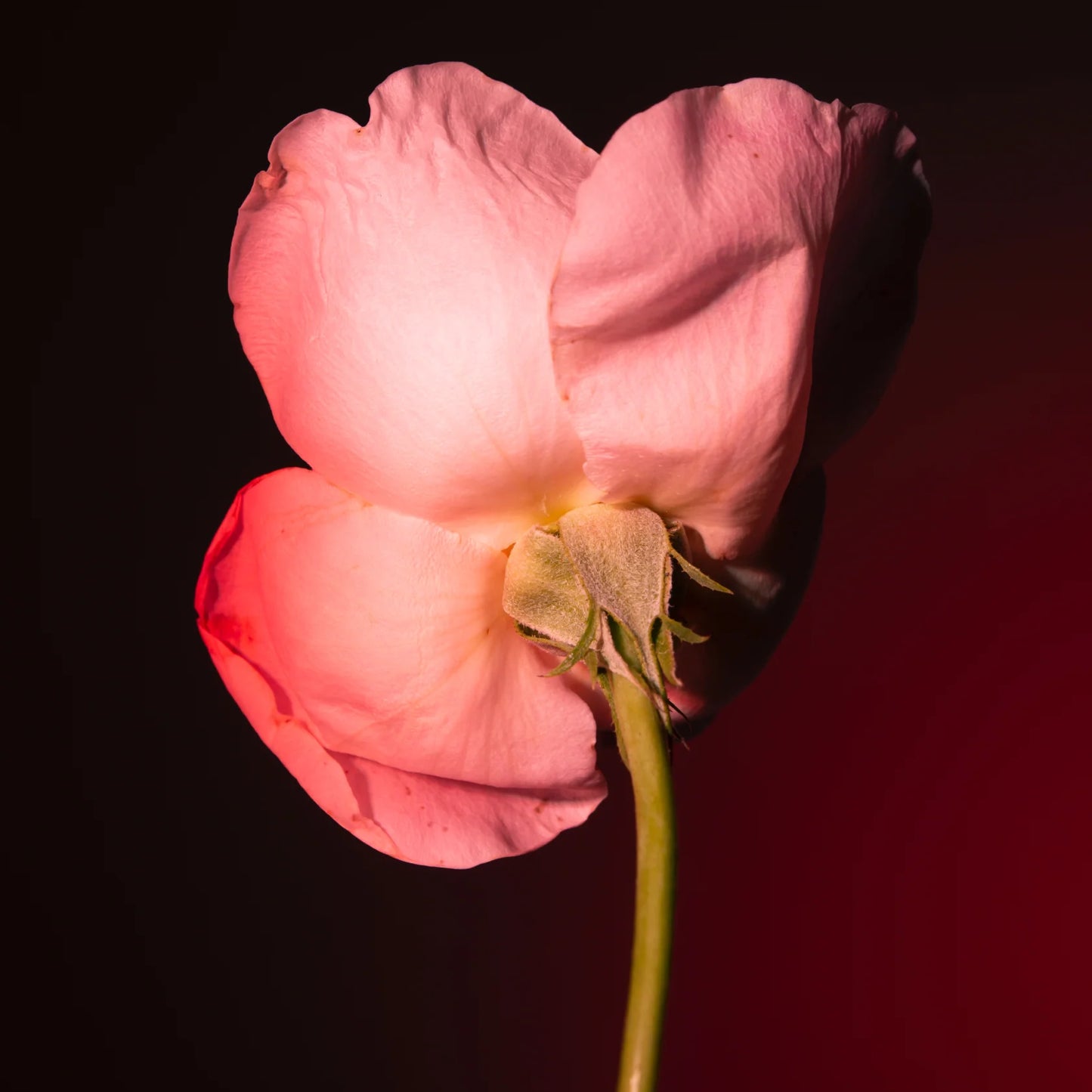 Tabac Rose