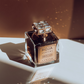Amber Aoud