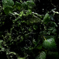 L'Heure Verte