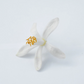 Neroli Oranger