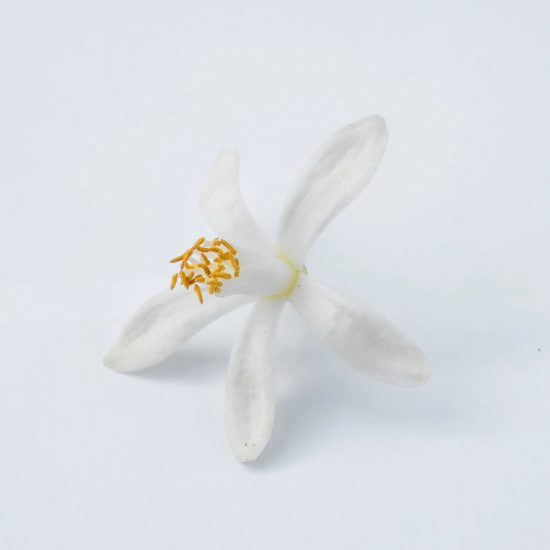 Neroli Oranger