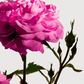 Radical Rose