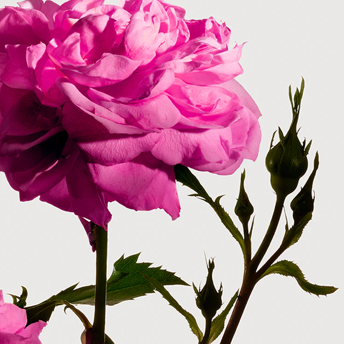 Radical Rose